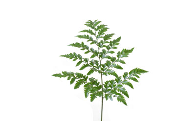 fern-leaf-normal-f2300620.jpg