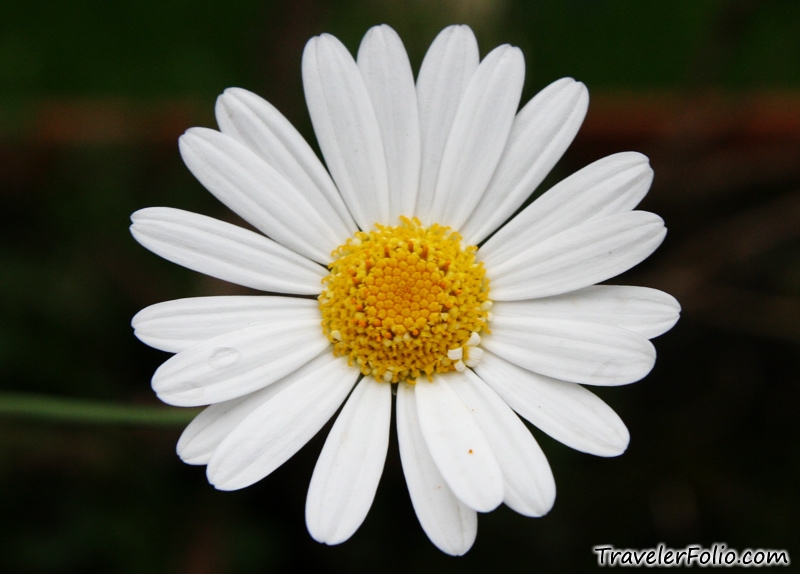 Works” in the Bible, are like daisies, and I'm studying each one…