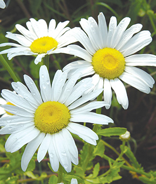 How to grow Shasta Daisies - gardening tips and advice at Burpee ...