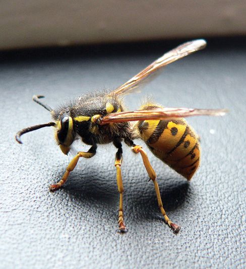 Hornet | Columbiana and Mahoning County Beekeepers' Association