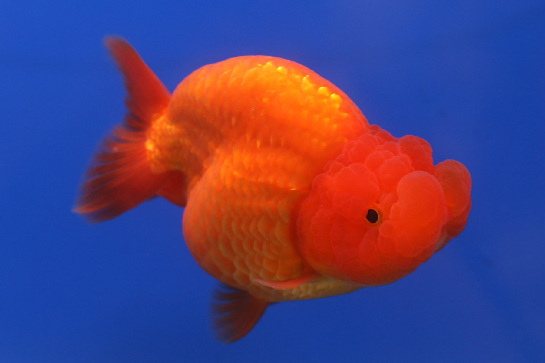 File:Goldfish Ranchu 2.jpg - Wikimedia Commons