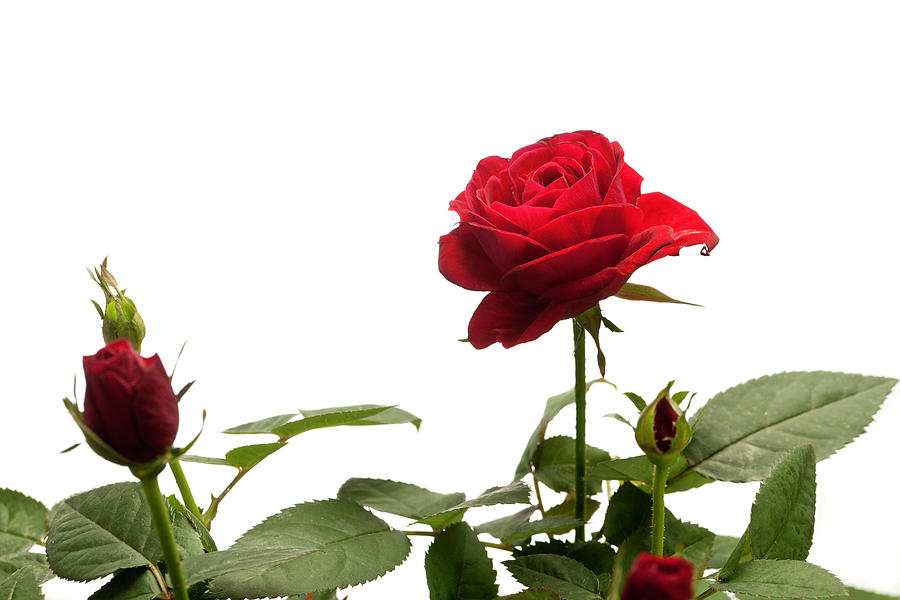 Designs Of Border With Red Roses - ClipArt Best