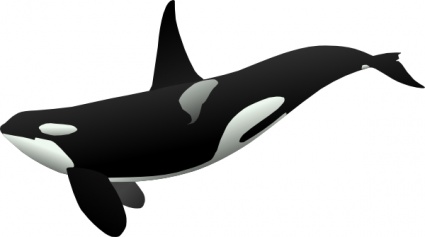 Orca clip art - Download free Other vectors