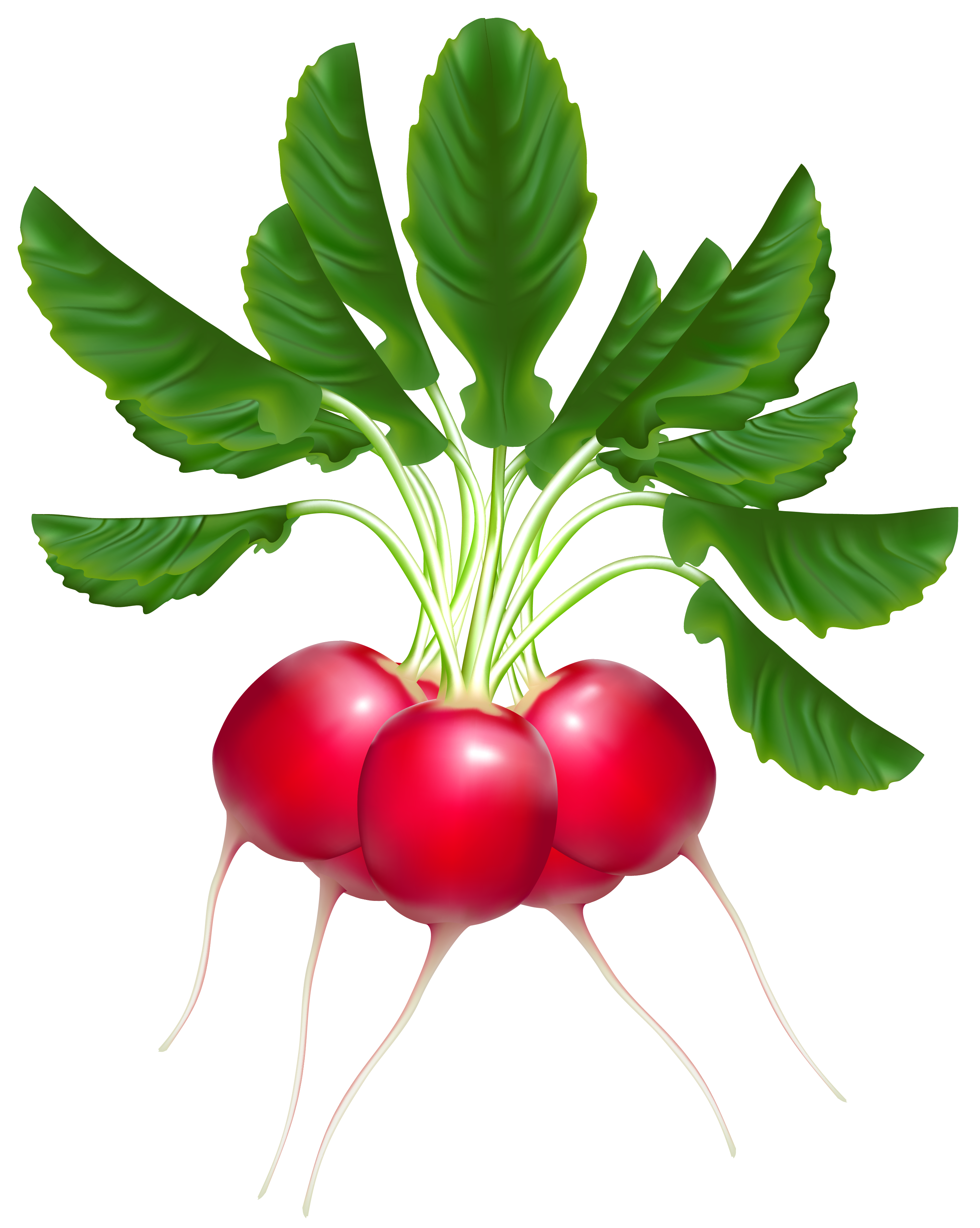 Images For > Radish Clipart