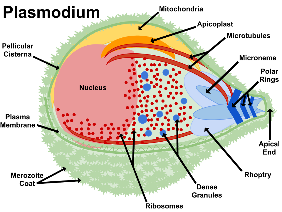 Plasmodium - Wikipedia, the free encyclopedia