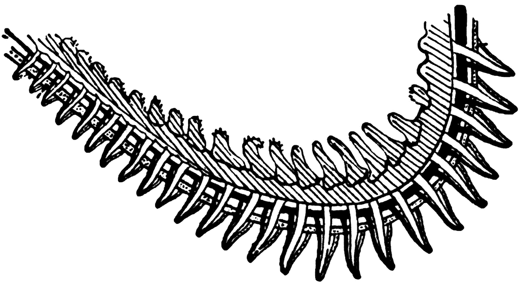 Gills (Branchial Arch of Perch) | ClipArt ETC