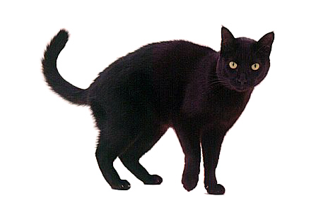 Search results for Free Images Of Black Cats | imagebasket.net