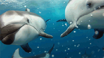 Dolphin GIFs on Giphy