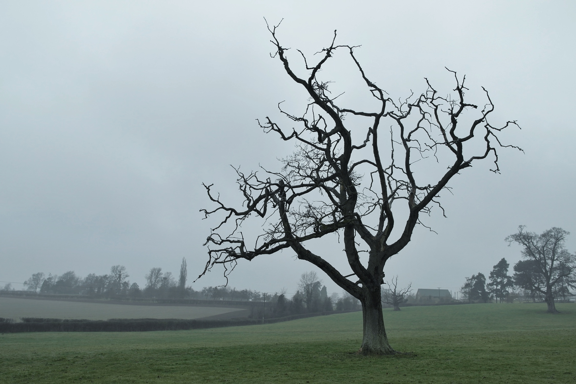 Bare Tree in damp Spring light, by Melanie Gow - My Office Today