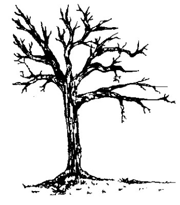 Bare Tree - Sandpiper Studio Art Stamps