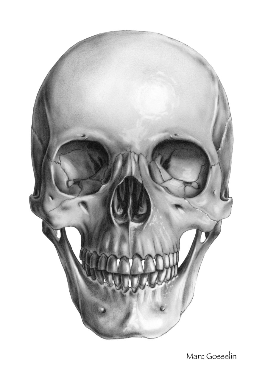 Human Skull Front Drawing - Gallery