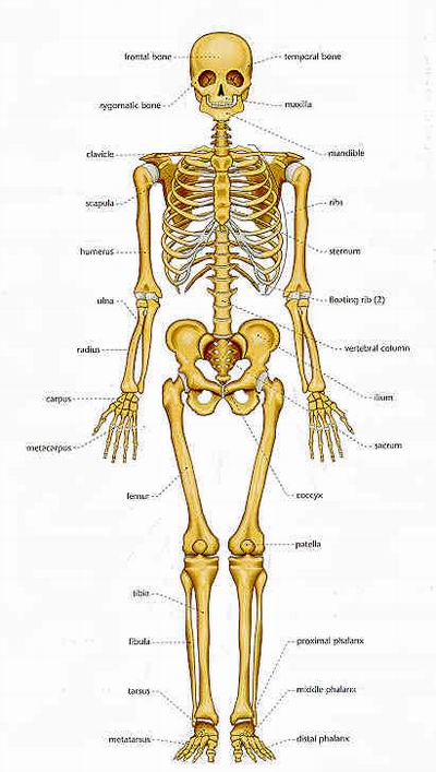 Bone diseases - symptoms, causes, diagnosis, Bone diseases treatment