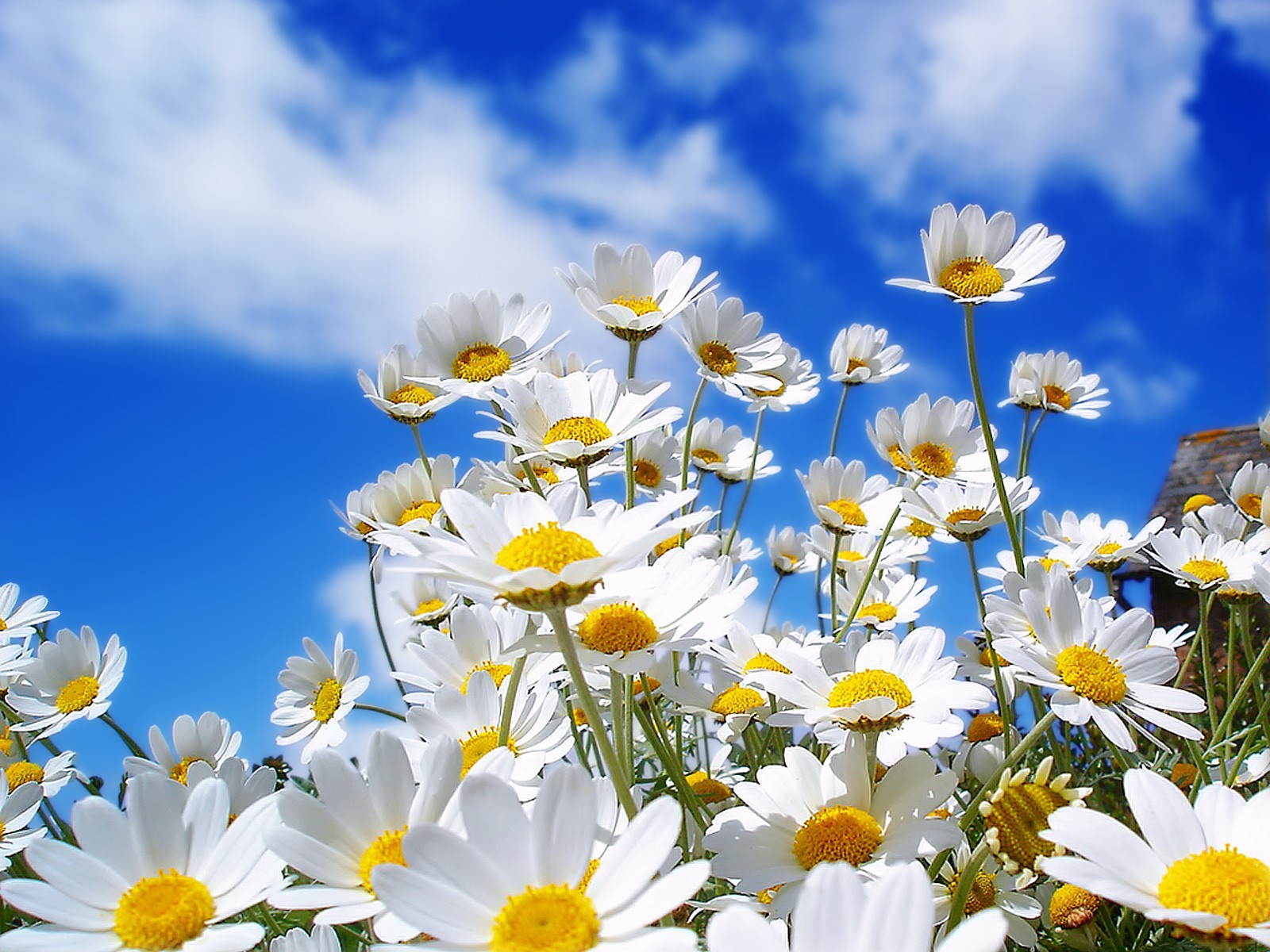 Daisies | raindrops.on.roses