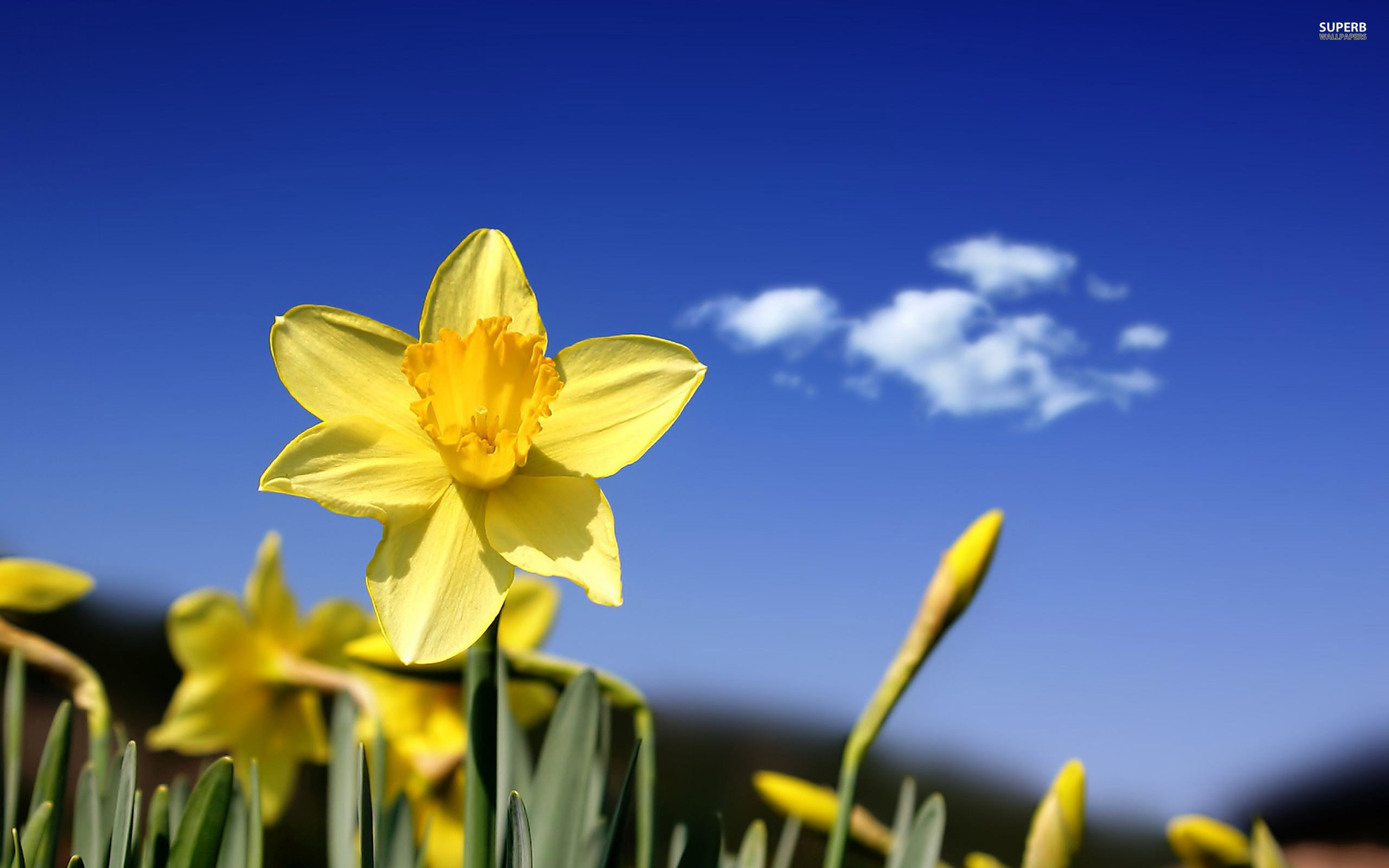 Daffodil Wallpapers | iGoodMorning.net