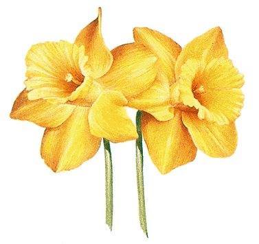 Daffodil - HowStuffWorks