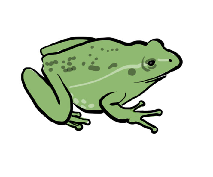 File:Frog illustration.jpg - Wikimedia Commons