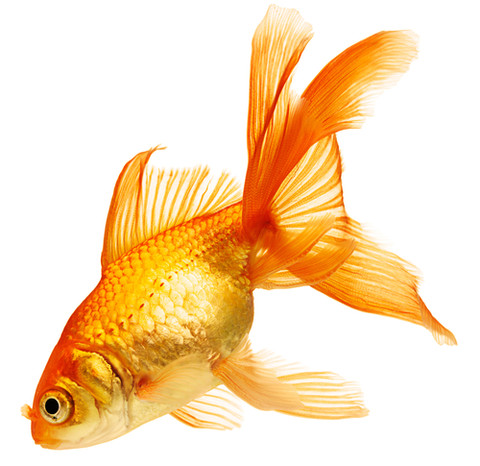 Goldfish - EchoHealthy Pets