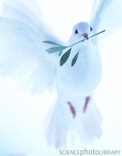White dove carrying olive branch - Stock Image Z856/0006 - Science ...