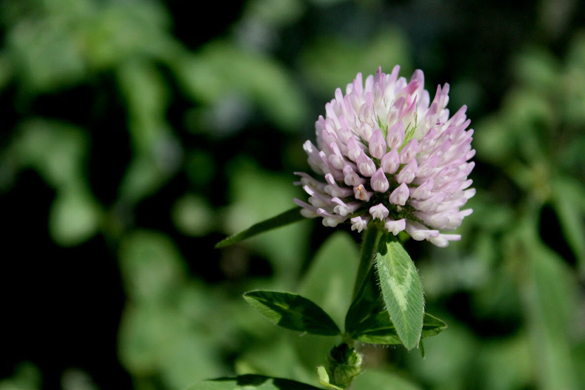 my_hor_red_clover_sm.jpg