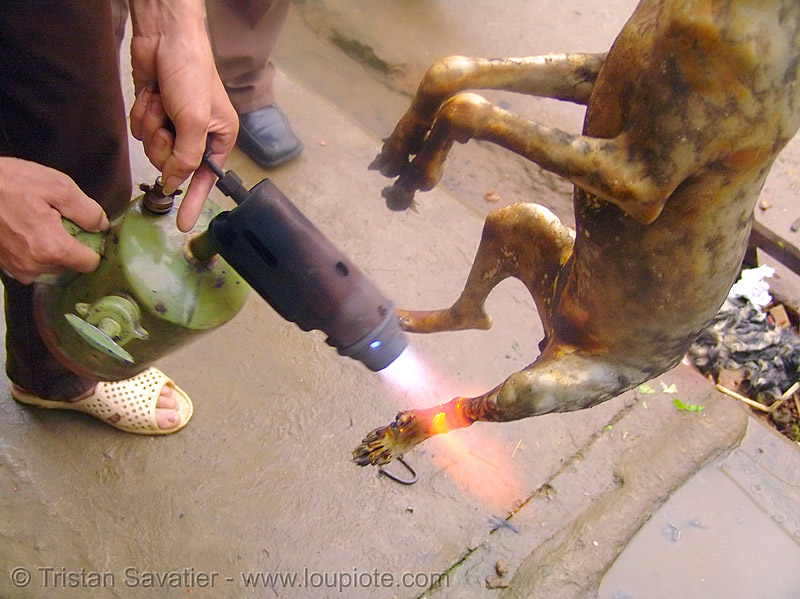 dog meat, singeing