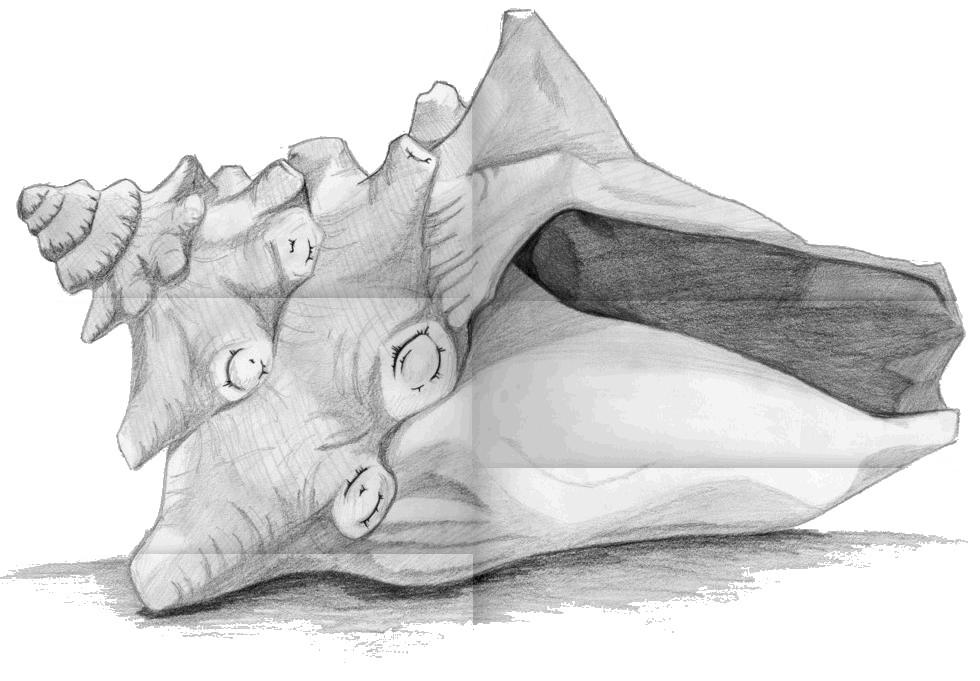 Conch Shell by LabCreatedRuby on DeviantArt
