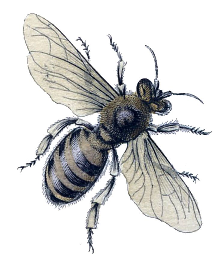 Honey Bee | Free Graphics | Pinterest