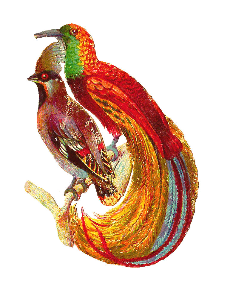 Antique Images: Free Bird Clip Art: Antique Bird Clip Art of ...