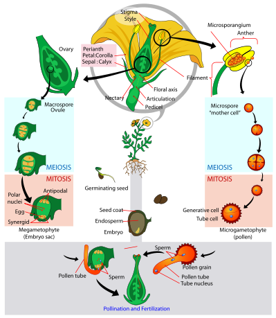 All about Kingdom Plantae - CSS Forums - ClipArt Best - ClipArt Best