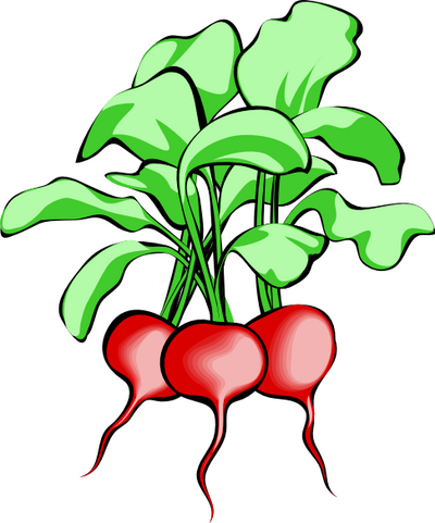 Free Radishes Clipart. Free Clipart Images, Graphics, Animated ...