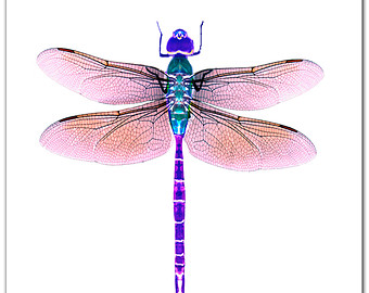 Popular items for dragonfly art on Etsy
