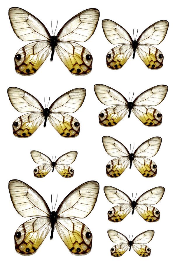 Pin by Breanna Gant on BUTTERFLY IMAGES AND CLIPART | Pinterest