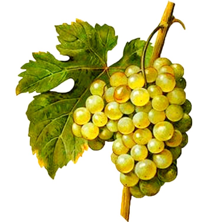 green-grape_1.jpg