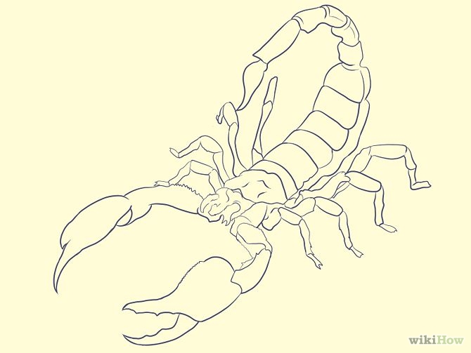 How to Draw a Scorpion (with Pictures) - wikiHow