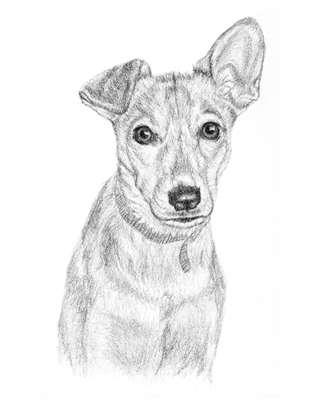 Dog Drawings - Tucker | The Painted Pet - Cliparts.co