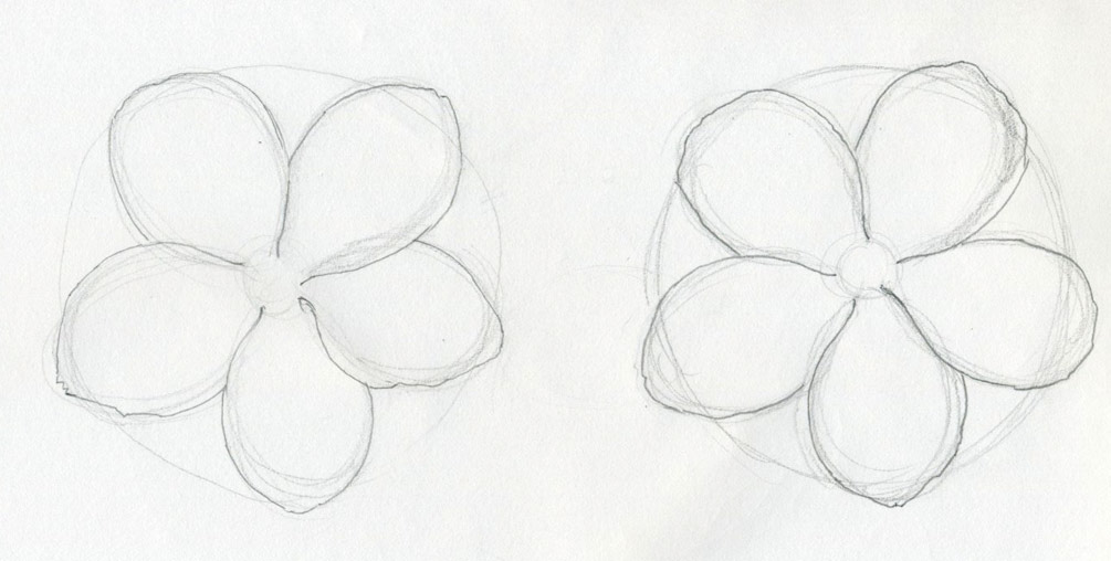 Scarlet Pimpernel Flower Drawing Lesson