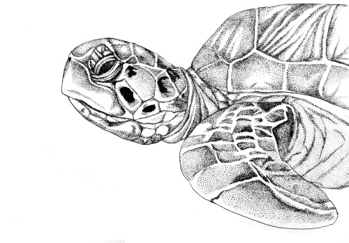 Scientific Illustration | adelevanheerden: “Sea Turtle” Pen on ...