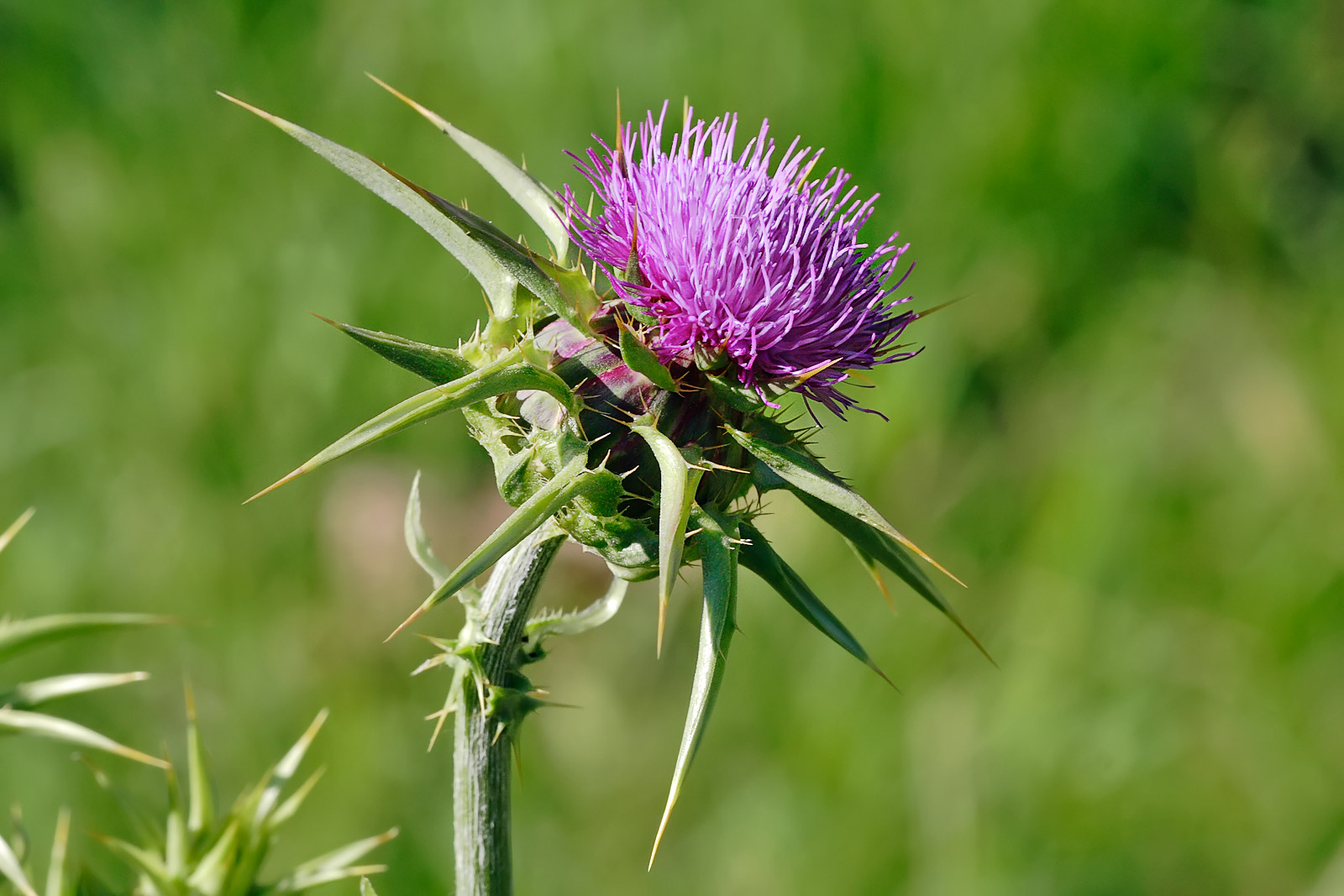 File:Milk thistle flowerhead.jpg - Wikipedia, the free encyclopedia