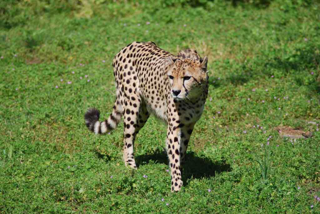 Zoo Animals :: Dickerson Park Zoo