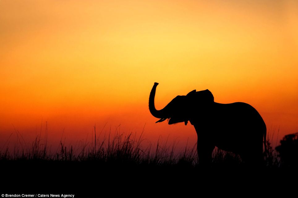 Darkest Africa... Wild animals beautifully captured in silhouette ...