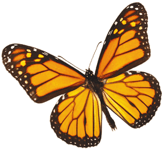 http://www.sistersoregonguide.com/sisters-images/monarch-butterfly ...