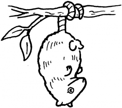 Possum Clipart - ClipArt Best