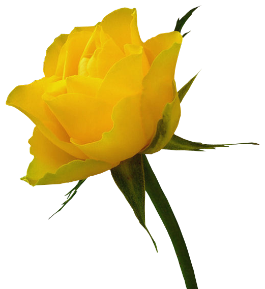 Yellow Rose Clip Art - ClipArt Best