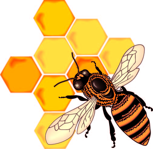 Bee honey honeycomb vector Free Vector / 4Vector