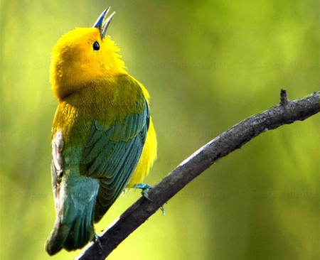 Think Sideways Tuesday: The Birds will come back | The Shuuk