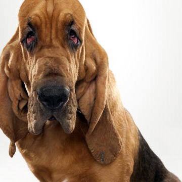 Dogs | Animal Planet