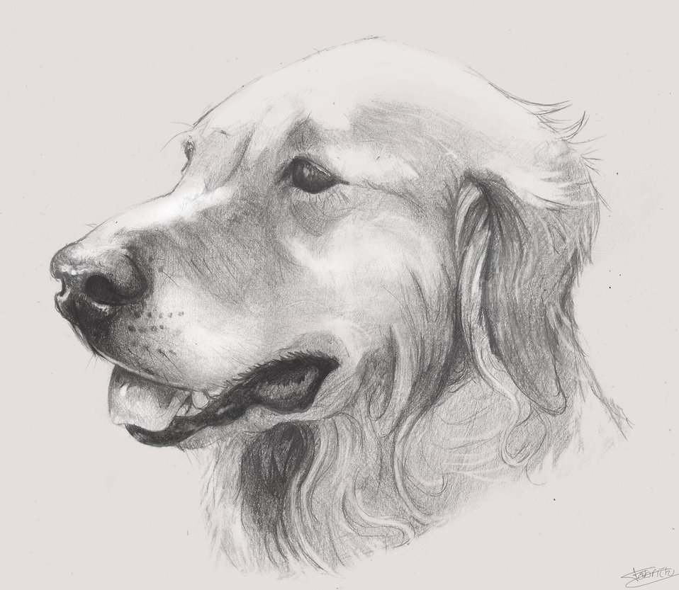 Drawing Dog By Fabriciomarvin - Resimkoy