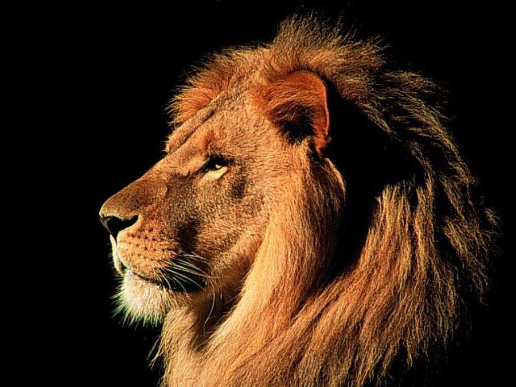 Lion Pictures, Images, Photos