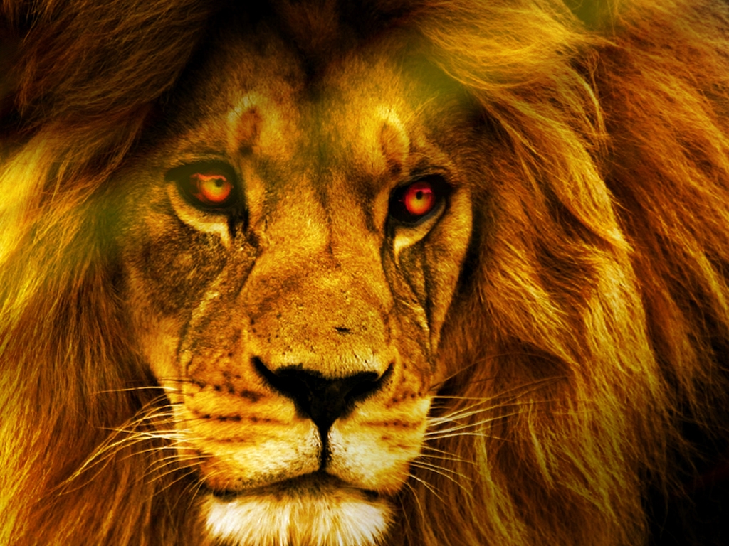 Images for Gt Angry Lion Face Wallpaper 1024x768PX ~ Wallpaper ...