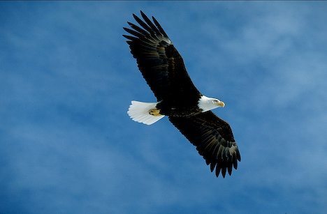 Picture Of A Bald Eagle Flying I Alaska Travel Photos