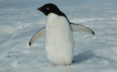Penguinscience - understanding penguin response to climate and ...